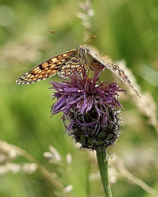 knapweed fritillary